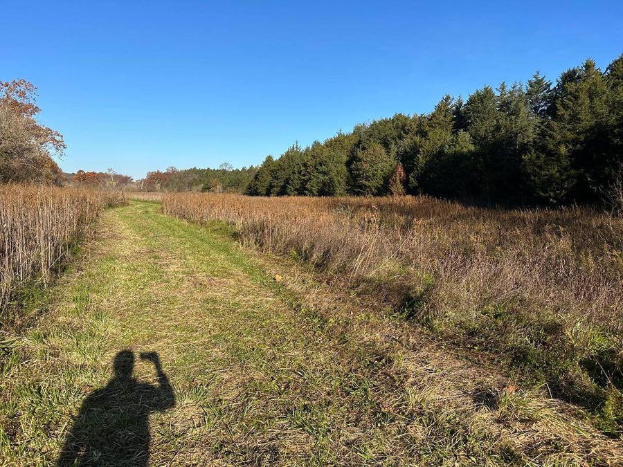 A quiet hiking trail through meadow and trees on a clear day in Virginia